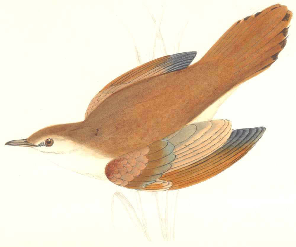BIRDS. Rufous Sedge Warbler. Found in Europe. USA (Morris) 1865 old print